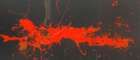 SUN-LIAN-GANG_drago-rosso